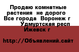 Продаю комнатные растения  не дорого - Все города, Воронеж г.  »    . Удмуртская респ.,Ижевск г.
